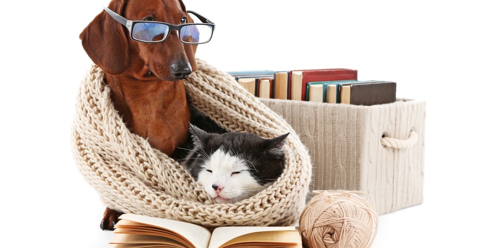 専門家はネコとイヌ、どちらが賢いと考えている？