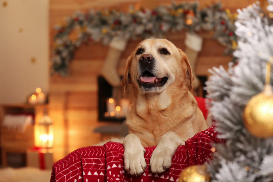 イヌにもお気に入りのクリスマスソングがある？