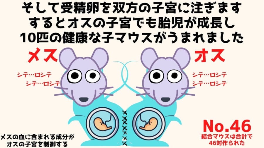 メスと体を縫い合わせ「子宮移植されたオスマウス」が出産成功！「マウス誕生編」