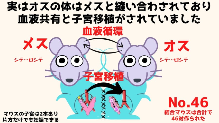 メスと体を縫い合わせ「子宮移植されたオスマウス」が出産成功！「マウス誕生編」