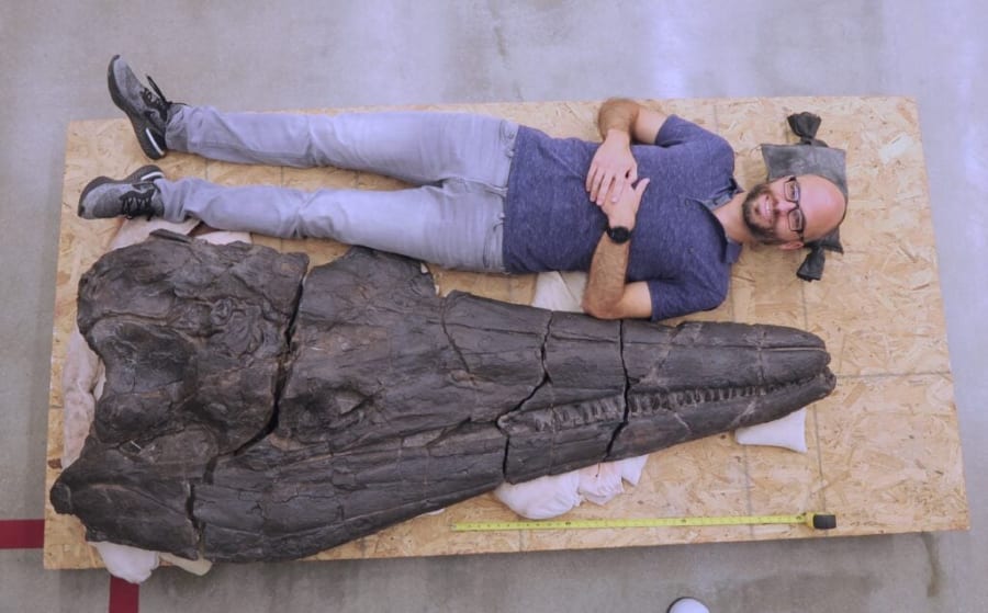 全長約18メートル、新種魚竜の化石を発見！