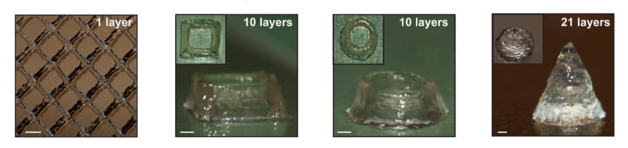 大腸菌「Escherichia coli」から開発された微生物インクで3Dプリントされた物質