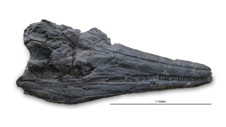 発見された新種魚竜の頭蓋骨（約1.9m）