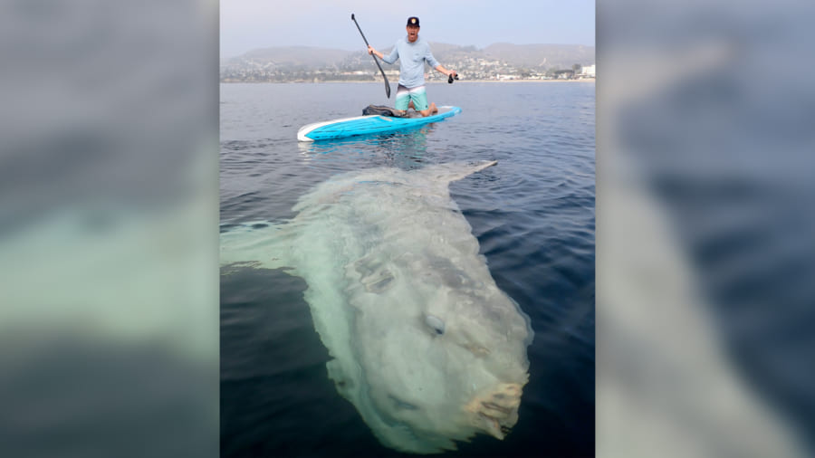 史上最大級の「巨大マンボウ」に遭遇　米カリフォルニア沿岸