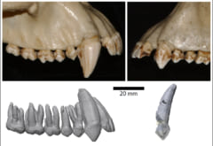 チンパンジーの犬歯（左上がオス・右上がメス）、ラミドゥスの犬歯（左下が男、右下が女）