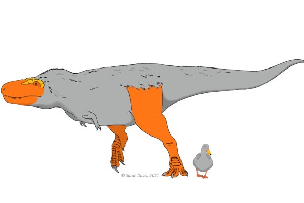 恐竜もカラフルな色を体の一部に持っていた可能性