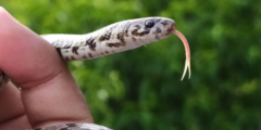 インドの裏庭で新種ヘビを発見