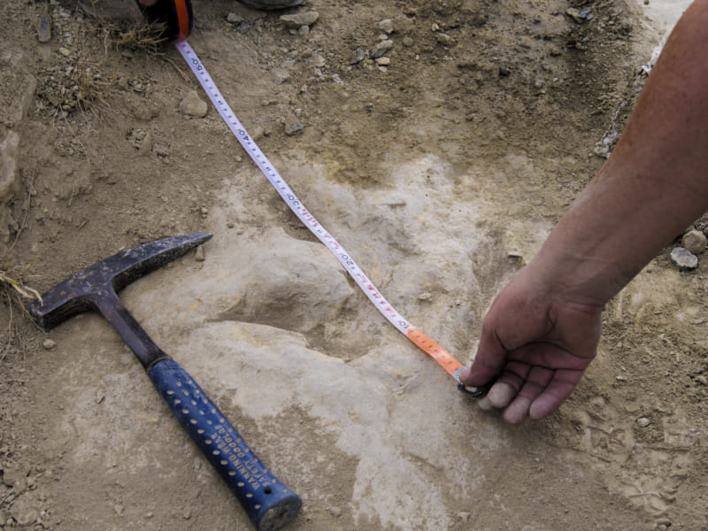 ラ・リオハで見つかった実際の足跡化石（2020年10月撮影）