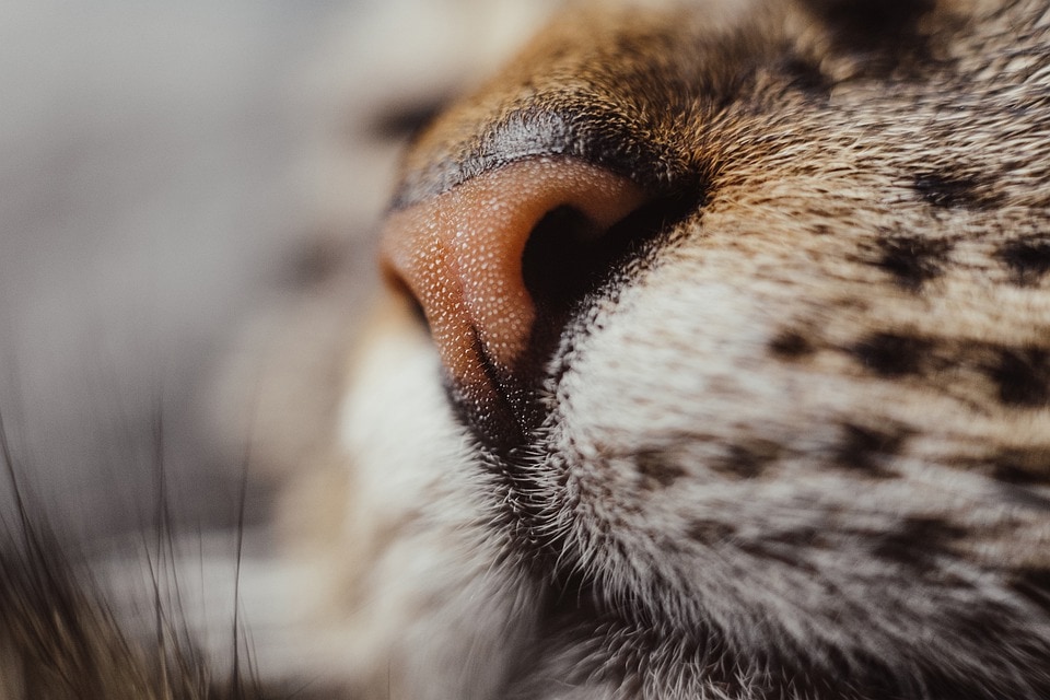 ネコの鼻のアップ