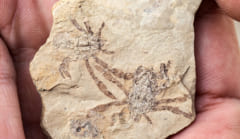 Callichimaera perplexaの化石