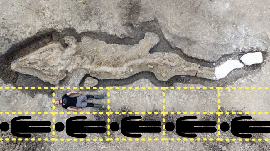 発見された化石の人間とのサイズ比較