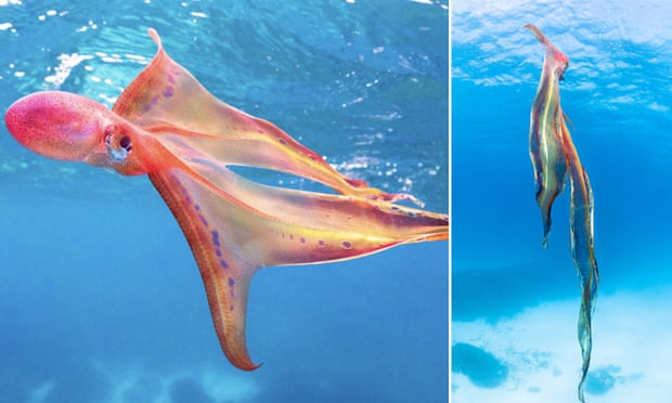 七色に輝く幻想的な深海生物「ブランケット・オクトパス」を奇跡的に浅瀬で撮影！
