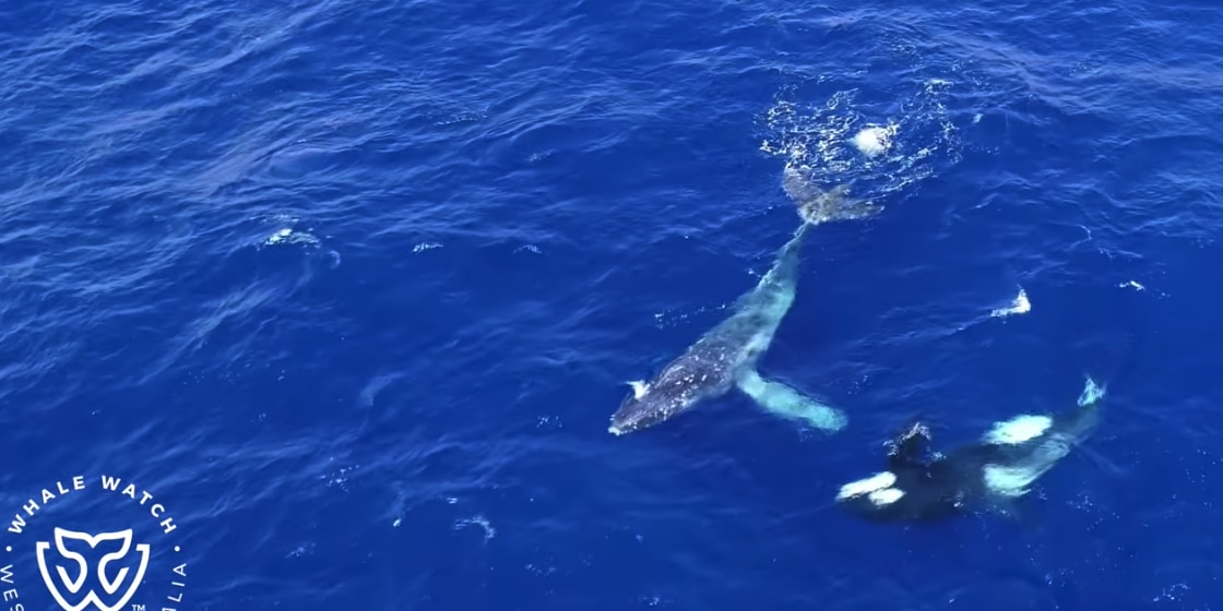 シャチがロープに絡んだクジラを助ける？