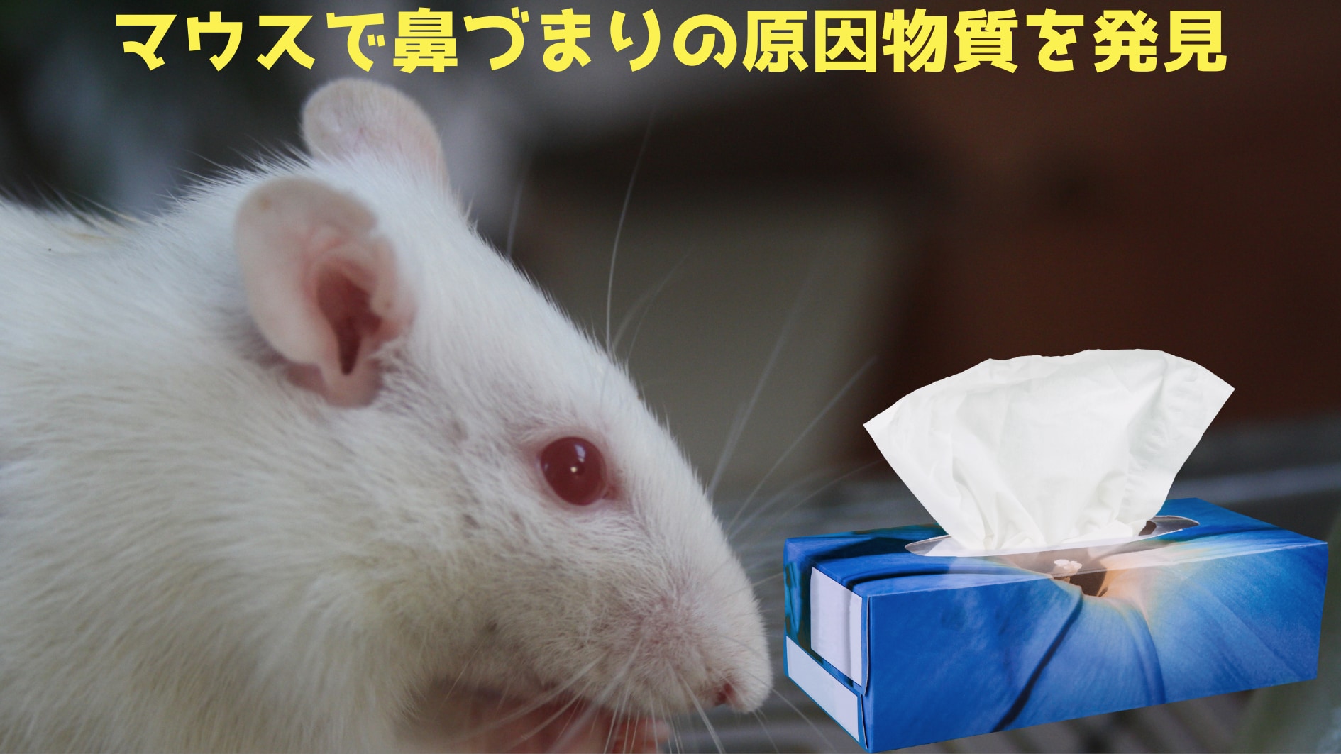 鼻づまりの原因物質をマウスで発見！　画期的治療法の開発に期待