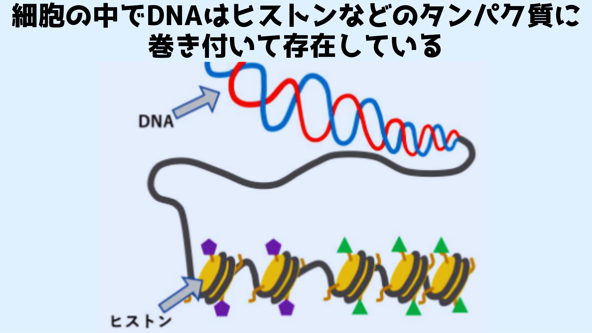 DNAの近くにあるタンパク質が突然変異の頻度を決めている