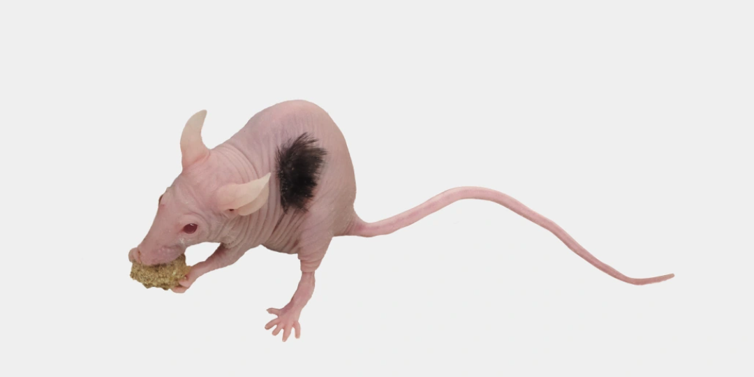 幹細胞を移植してマウスに毛髪を生やすことに成功