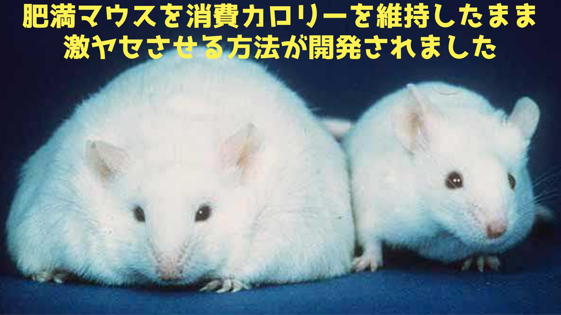 肥満マウスを「消費カロリーを維持したまま」激ヤセさせる方法を発見！
