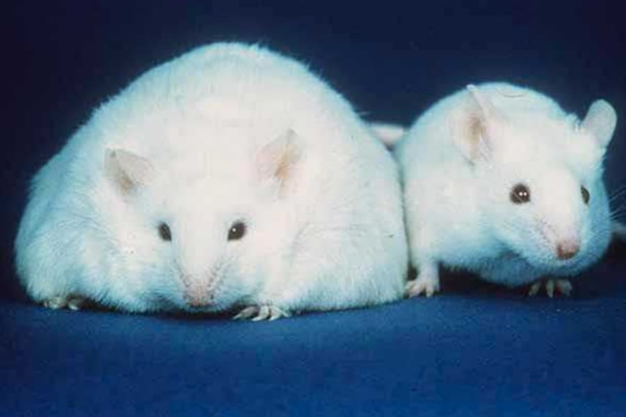 肥満マウスが激ヤセ！　食べる量を減らしても「消費カロリーが維持される」方法を発見
