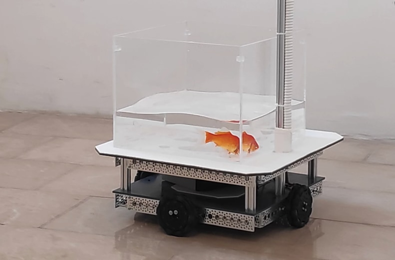 金魚が「クルマを運転」する驚きの実験