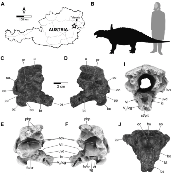 A化石の発掘地、B人とのサイズ比較、C〜J脳頭蓋の3D復元