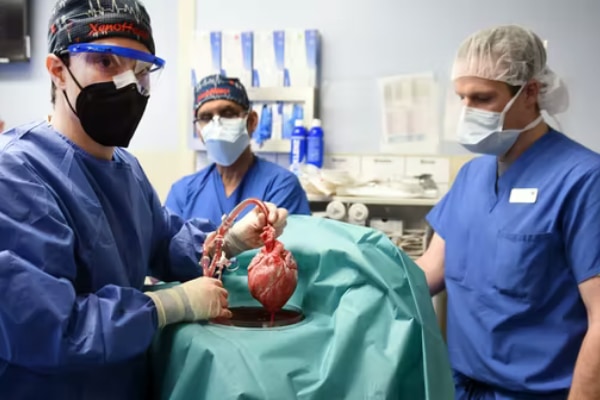 世界初のブタ心臓のヒトへの臓器移植を実施　術後数週間が山場