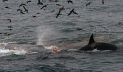 シャチの群れがシロナガスクジラを仕留めた時の写真