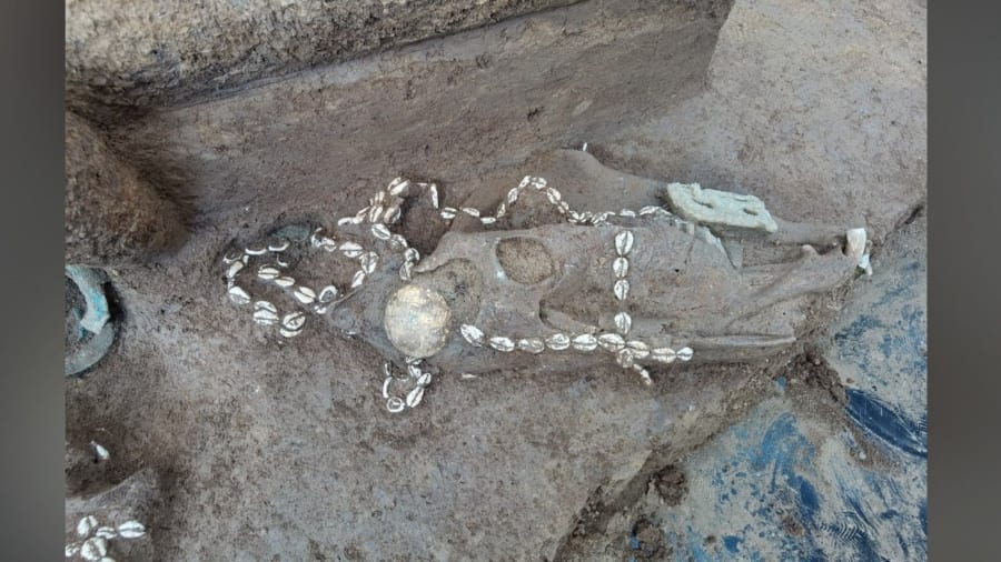 兵士を「生き埋め」にして権力者を埋葬した中国殷王朝時代の墓を発見