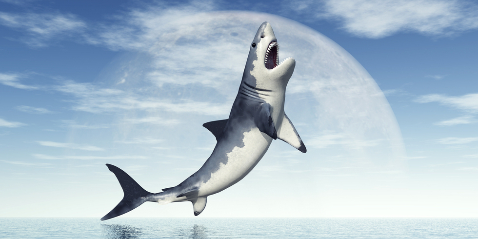 満月の日にはサメの襲撃に注意？