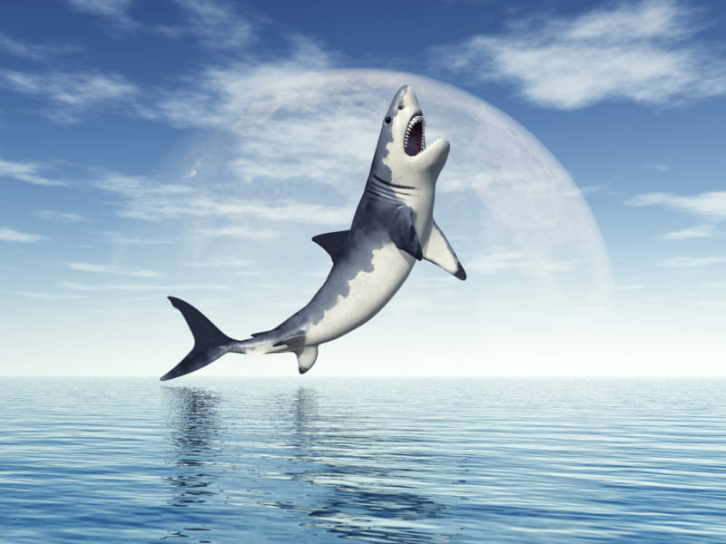 地磁気や潮流の変化が、サメの行動範囲を変えている？