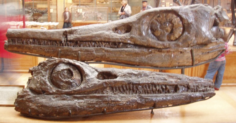 今回の発見とは別に保管されているテムノドントサウルスの頭蓋骨。大きな目を持っていたことがわかる。