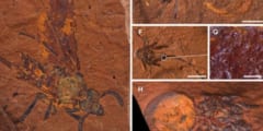 オーストラリアで「化石の宝庫」を発見