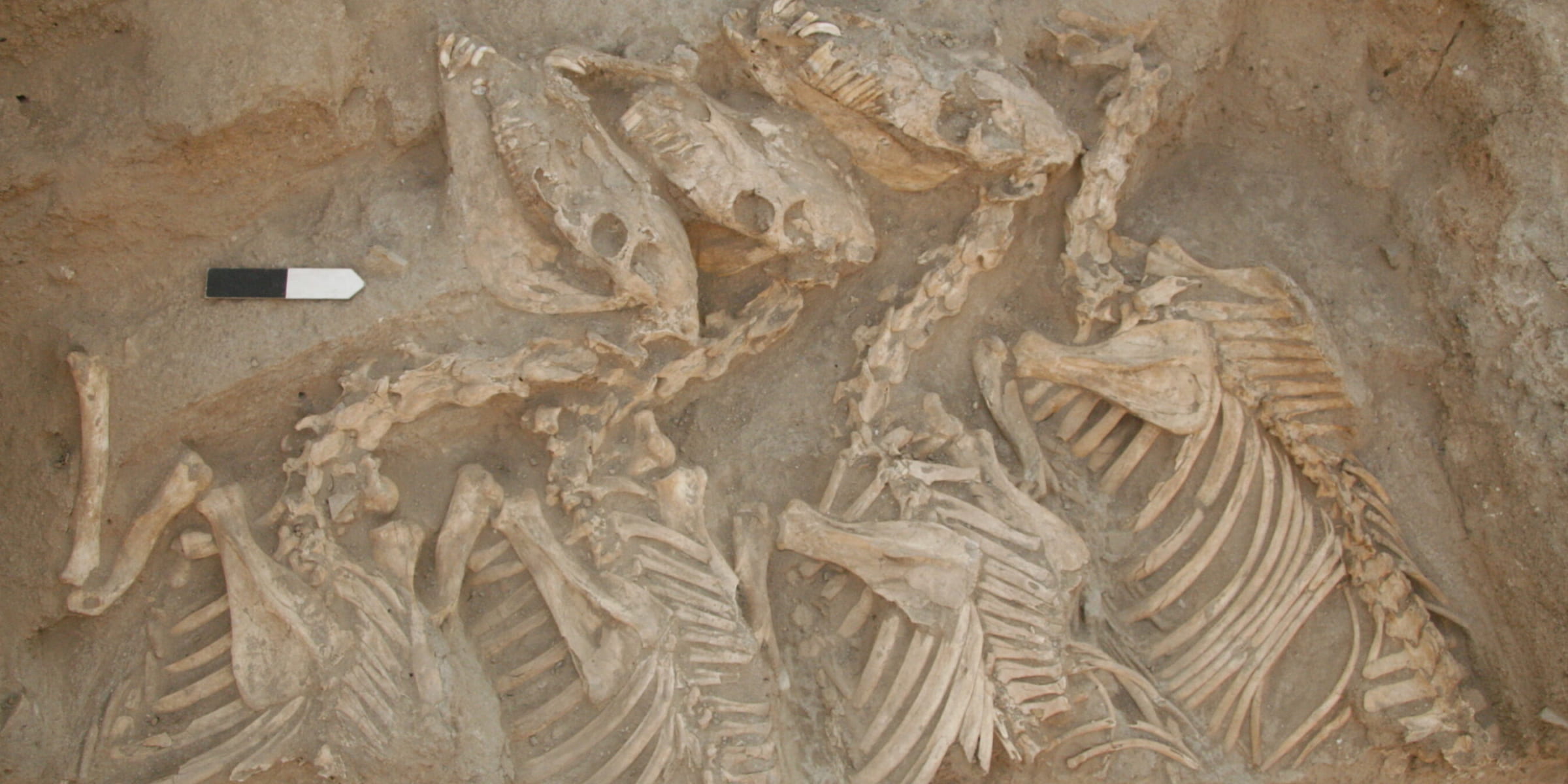 メソポタミアで史上初のハイブリッド種が開発されていた