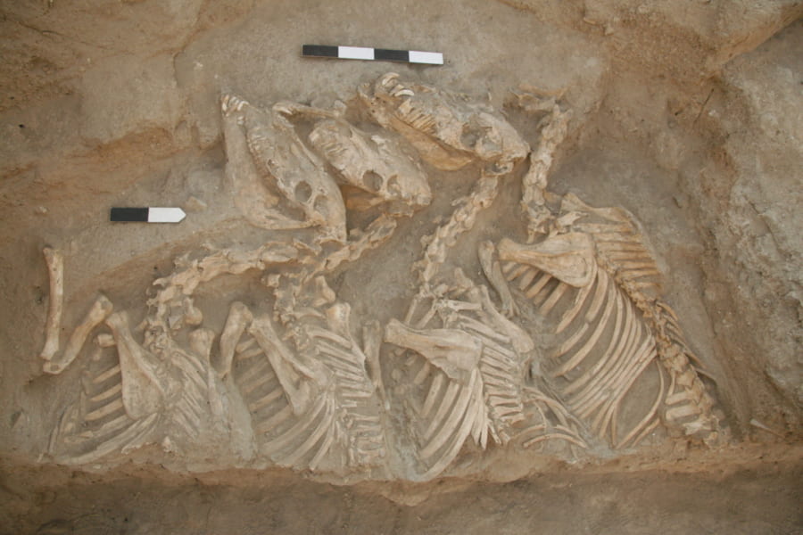 約4500年前のクンガの化石