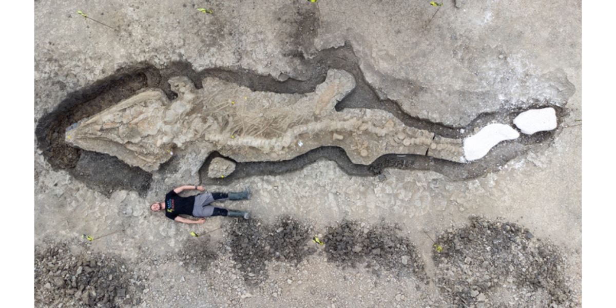 英国ラトランドウォーター自然保護区で発見された魚竜の化石。全長は10m以上ある。