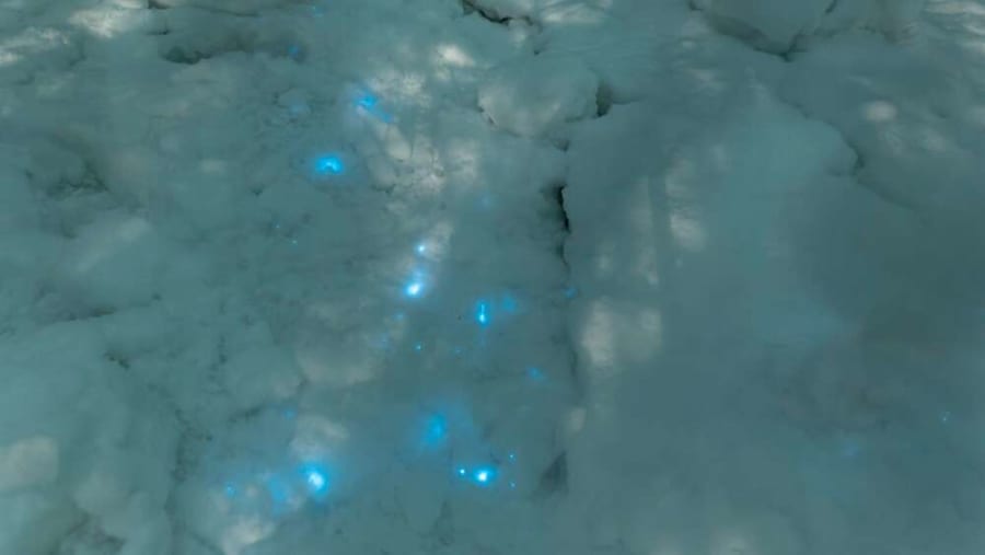 ロシア北極圏にて「光る雪」を発見　その正体とは？