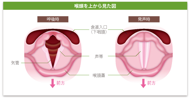 喉頭の図