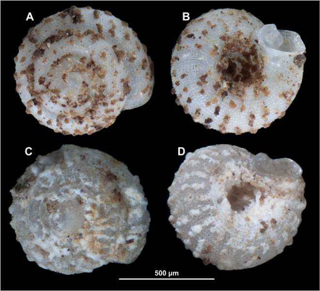 糞に覆われた「アングストピラ・コプロロゴス」の殻