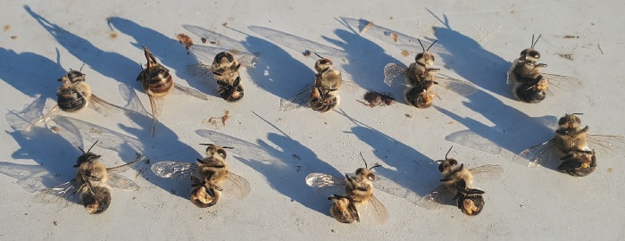 熱波で腹部が爆発したように死んだ働き蜂たち