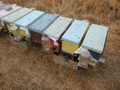 実験中のミツバチの巣箱