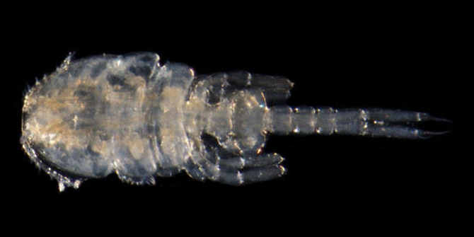 新種の甲殻類を「オシリカジリムシ」と命名