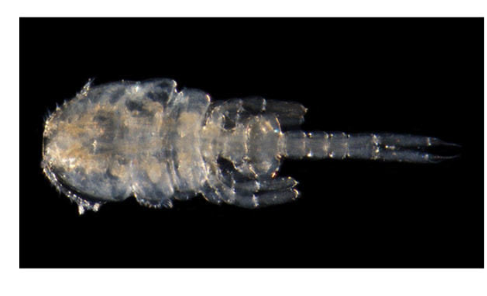 新種の甲殻類を「オシリカジリムシ」と命名（鹿児島大）
