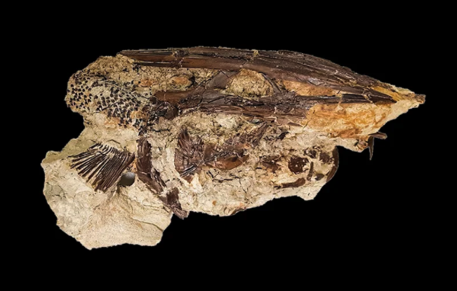 チョウザメの化石