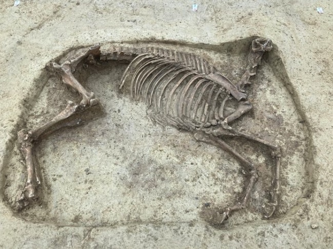 1400年前の「首なし馬」の遺骨を発見！すぐ側には騎手も