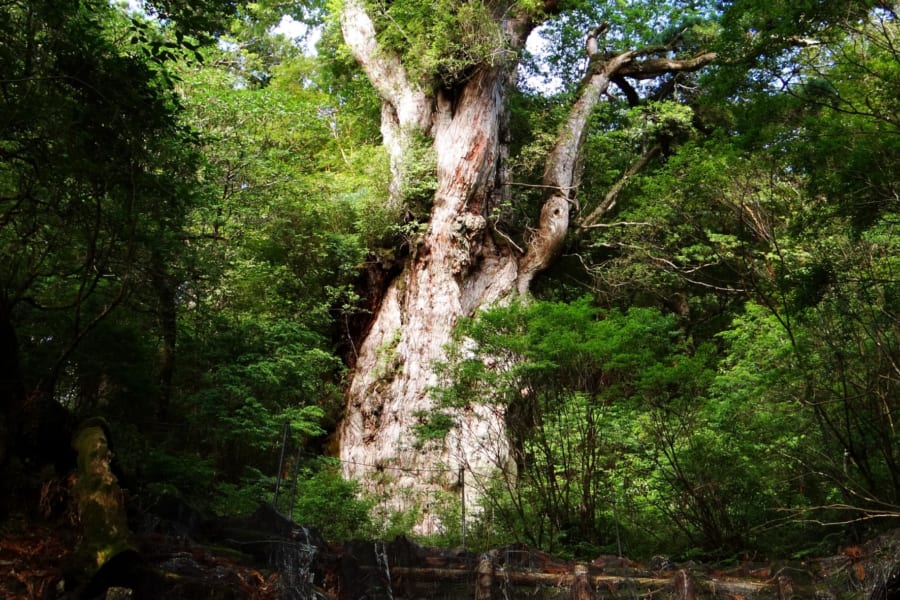 長老の木は森を支える遺伝子を供給していると判明！