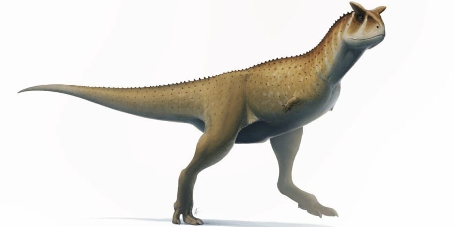 カルノタウルス なぜ手が短い？