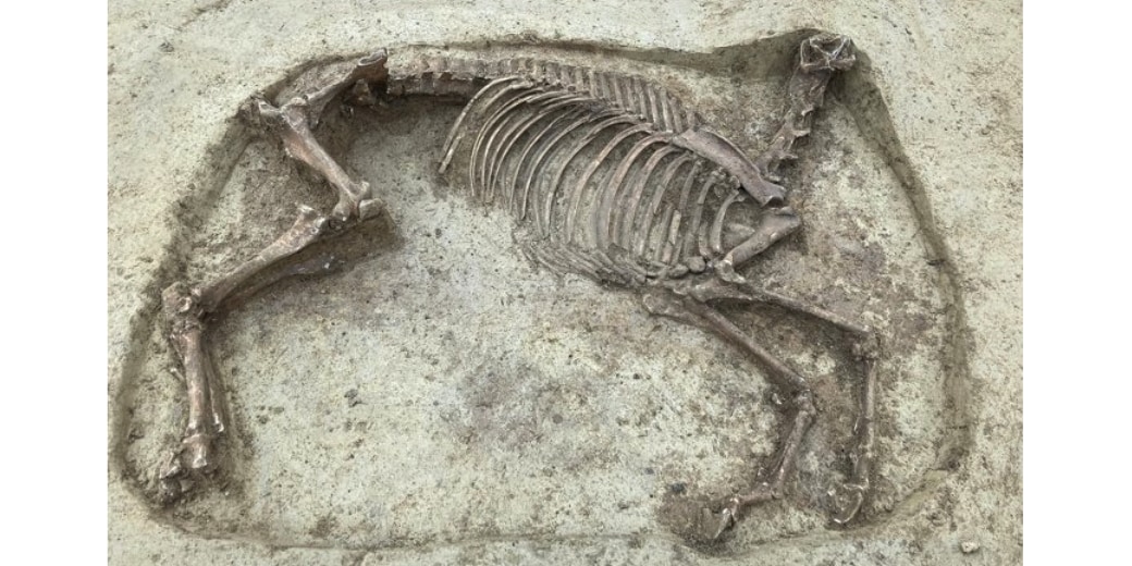約1400年前の「首なし馬」の遺骨を発見