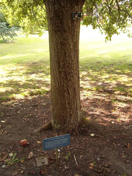 ケンブリッジ大学植物園に生育していた「ケントの花」（2004年8月撮影）