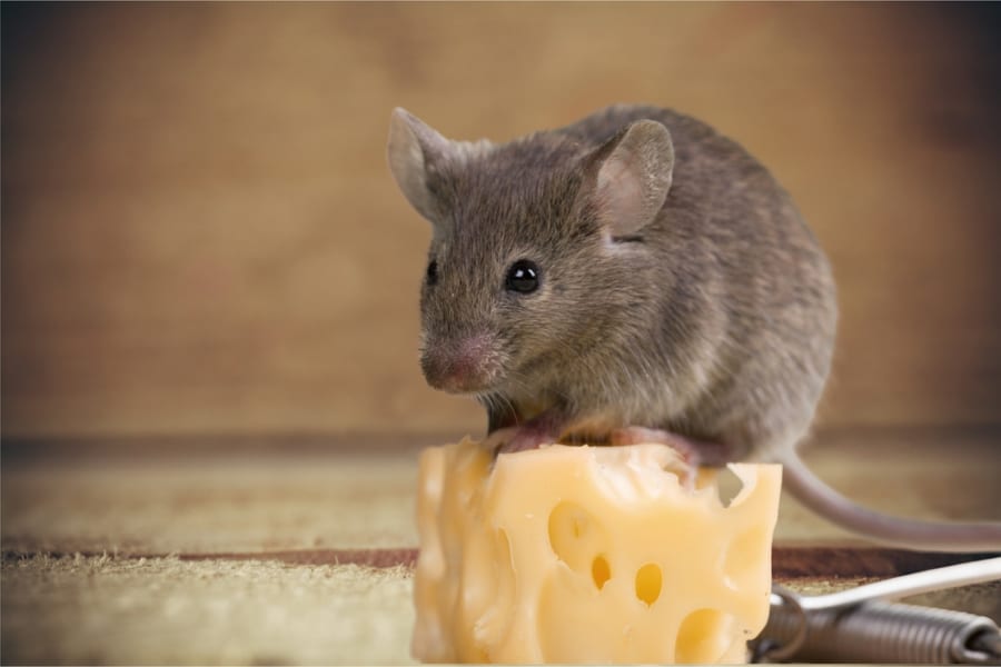 腸内細菌がマウス脳細胞を変形させ「不安」を引き起こしていた！