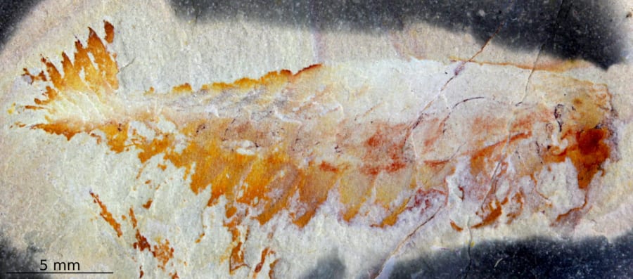 2008年に見つかった「ウタウロラ・コモサ」の化石