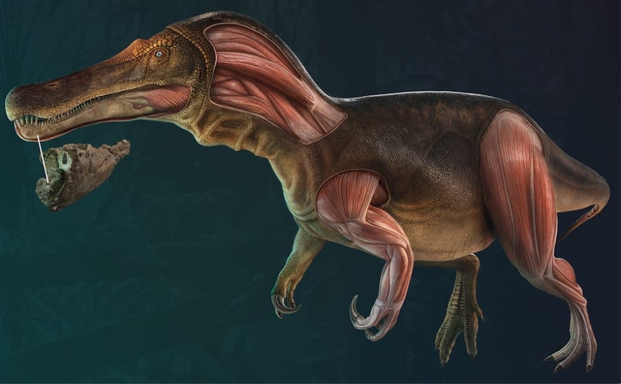 「新種のスピノサウルス」の化石をポルトガルで発見！